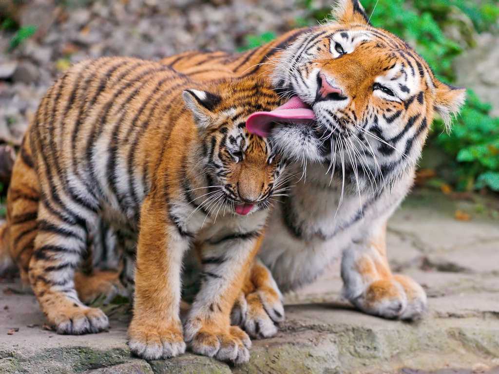 Бойният химн на тигрицата-майка 3 част – коментарите