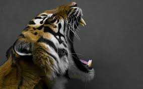 Бойният химн на тигрицата-майка 1 част