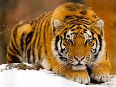 Бойният химн на тигрицата-майка – 2 част